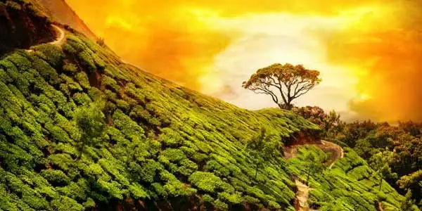 Wayanad