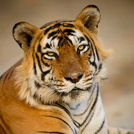 08 Days Rajasthan Wildlife Adventure Tour Package