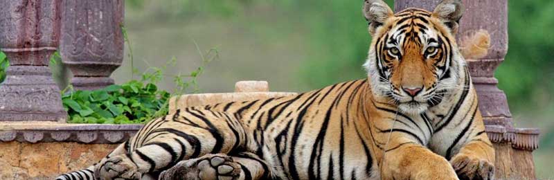 02-05 Days Rajasthan Tours