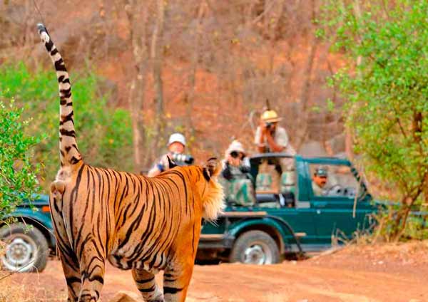 Wildlife Safari at Ranthambore
