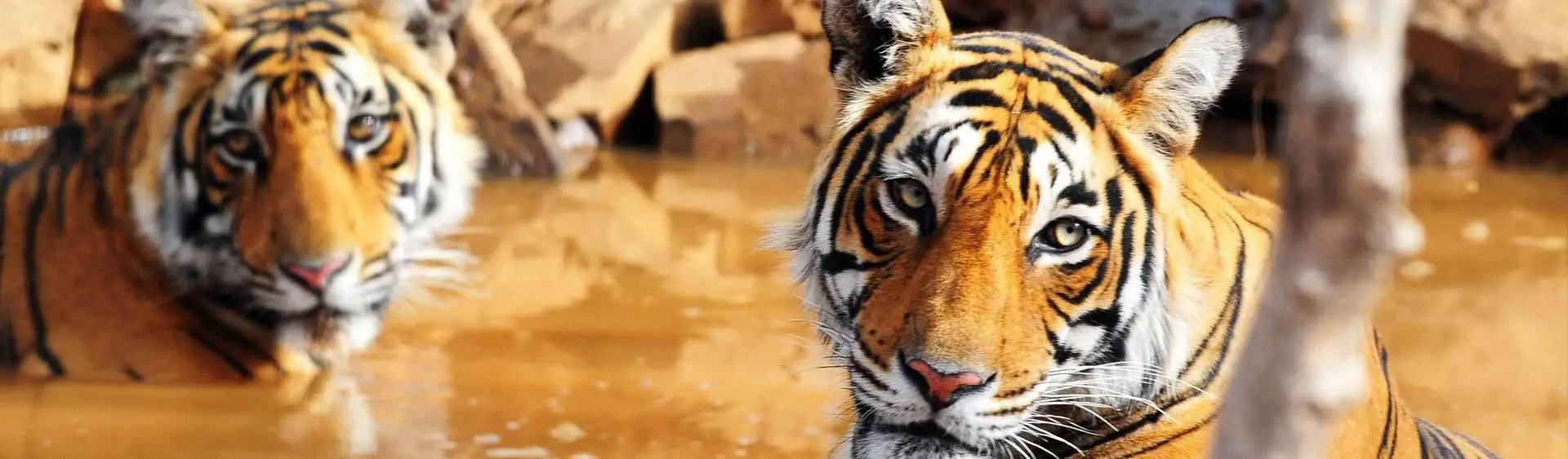 Rajasthan Wildlife Tour