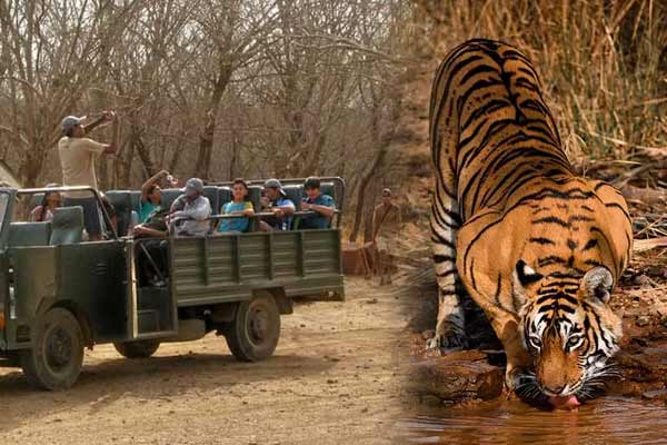 Ranthambore Wildlife Tour Package