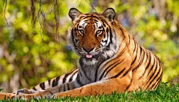 Wildlife Uttarakhand