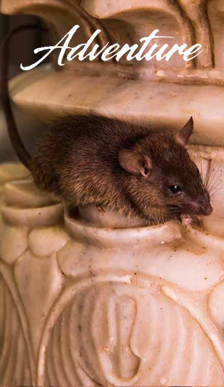 Adventure activities in bikaner