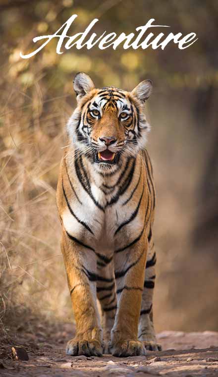 Adventure activities in Ranthambore
