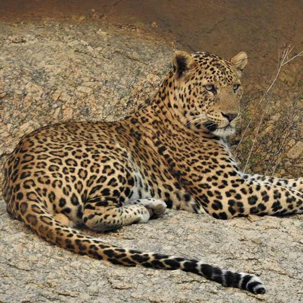 Bera Leopard Rajasthan