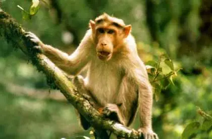 Bhensrodgarh Wildlife Sanctuary