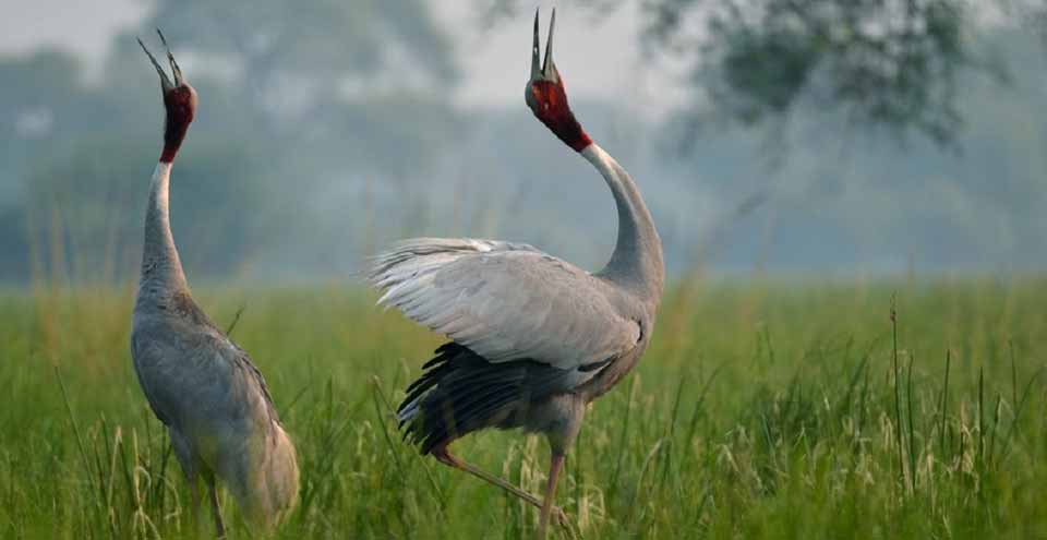 Bharatpur Bird Sanctuary
