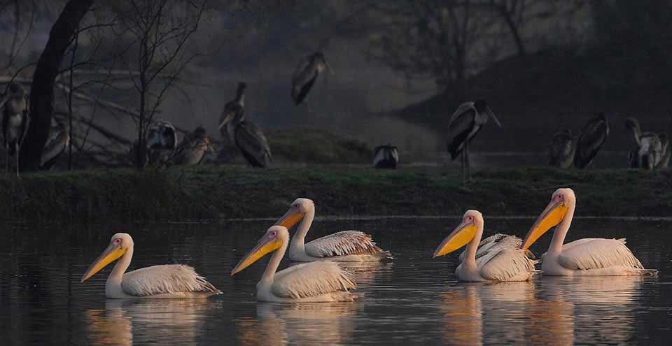 Keoladeo National Park