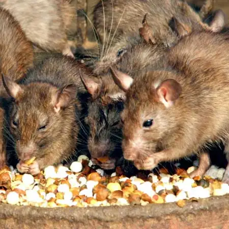 Golden Triangle Tour with Bikaner Package