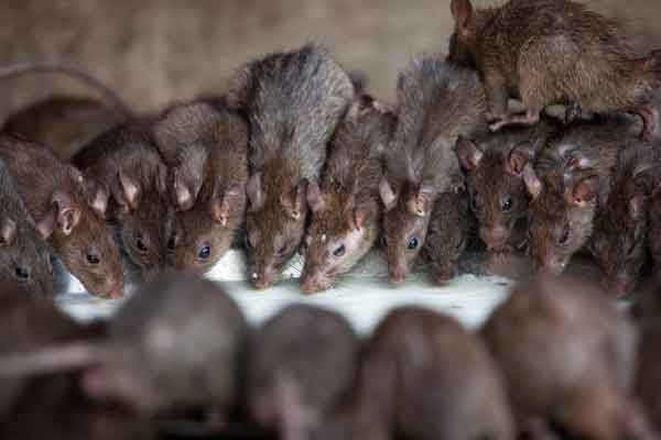 Jaipur Jaisalmer Bikaner Budget Travel Trip