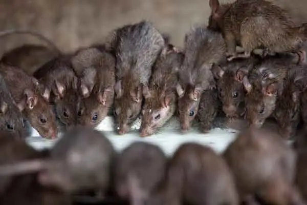 Rajasthan Fort Palaces Tour Package