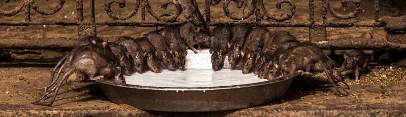 02-05 Days Rajasthan Tours