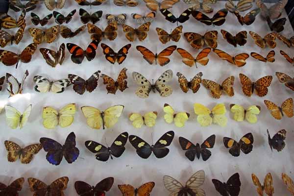 Butterfly Museum