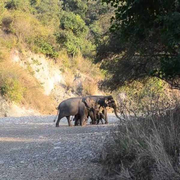 Chilla Wildlife Sanctuary