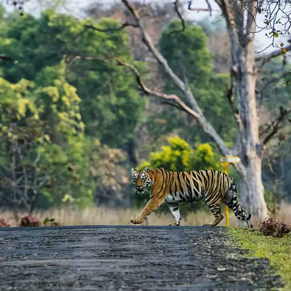 Corbett Tiger Reserve