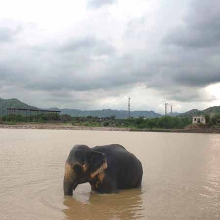 The elephants of Hathi gaon