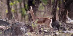 Gajner Wildlife Sanctuary