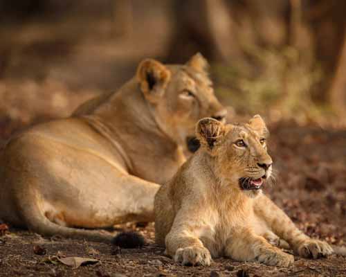 Gir National Park