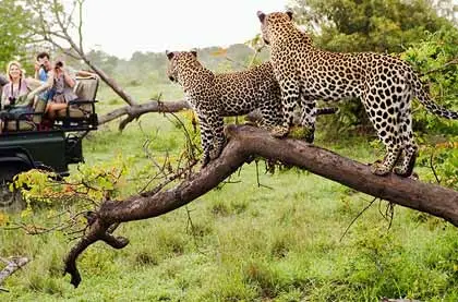 Jhalana Leopard Jaipur