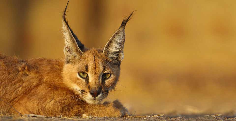 Kaila Devi Sanctuary Karauli