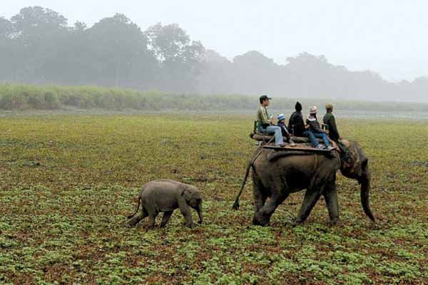 Kaziranga National Park