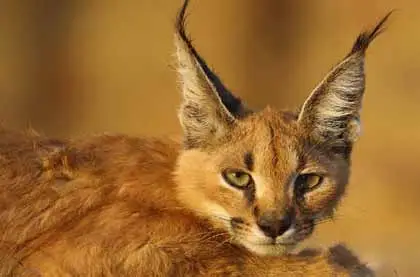 Keladevi Wildlife Sanctuary