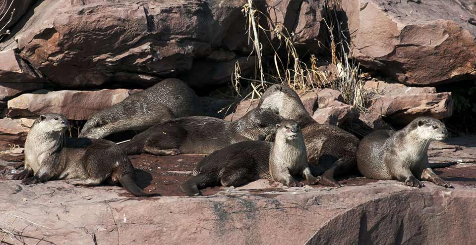 Mukundara Tiger Reserve Kota