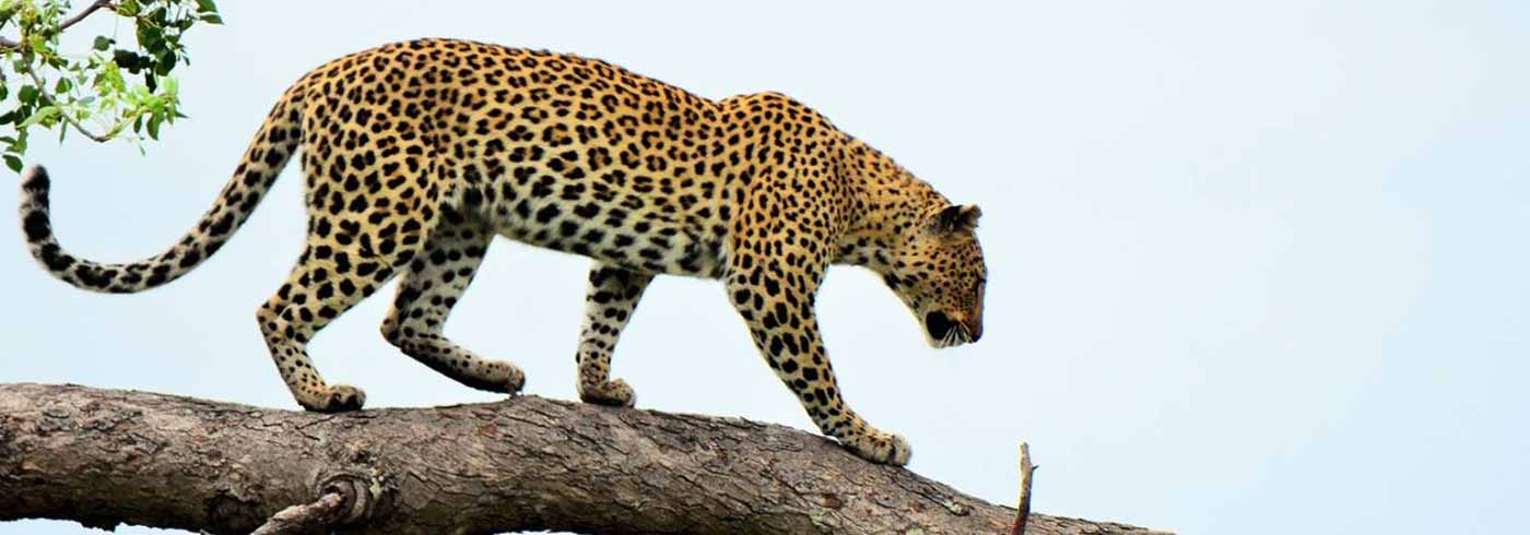 leopard safaris tourism