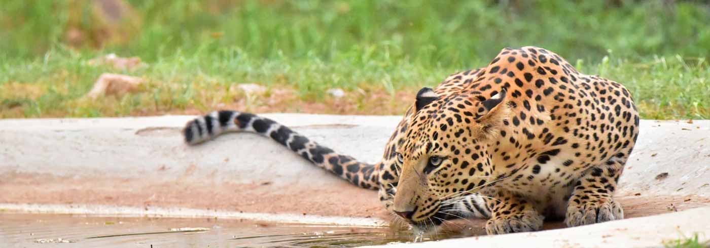 Leopard Safari Jhalana
