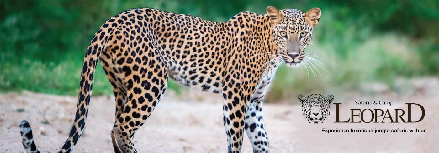 leopard Safaris Tour Package