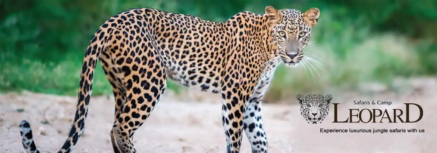 leopard safaris tourism
