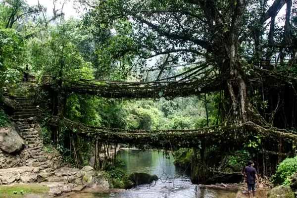 Living Root Bridge