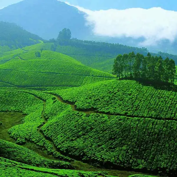 Munnar Tour Planner