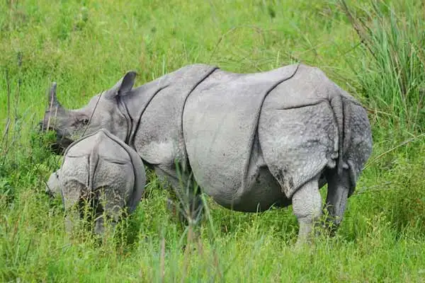 North East Safari Tour Package