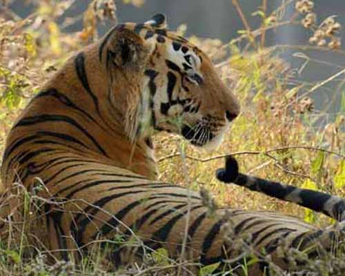 Panna National Park