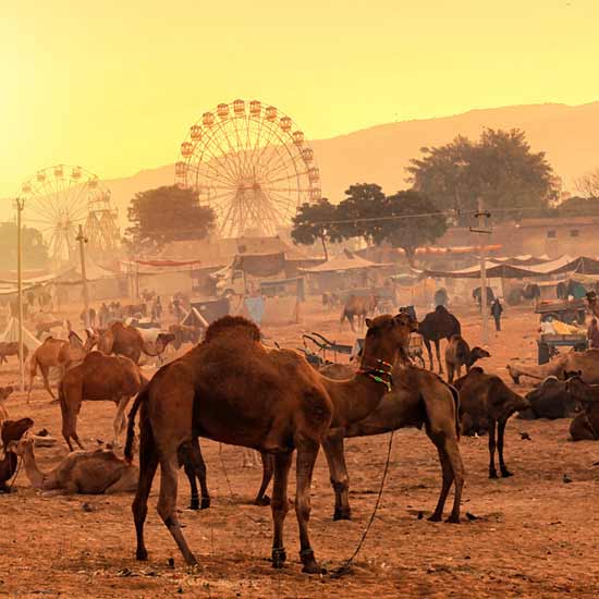 Pushkar Private Day Tours