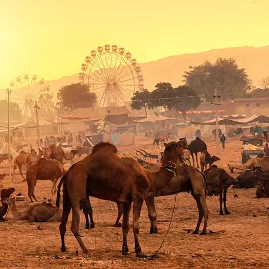 Pushkar Private Day Tours