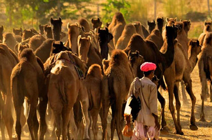 Jaipur ranthambore 5 Day Trip