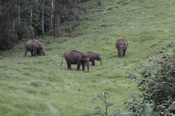 Rajamalai Wildlife Sanctuary