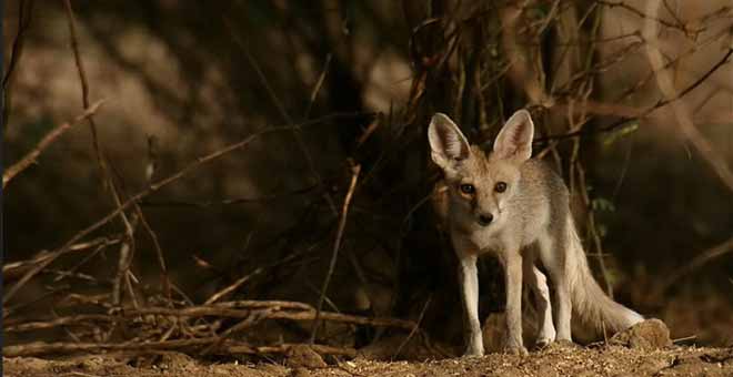 Ramgarh Vishdhari Wildlife Sanctuary