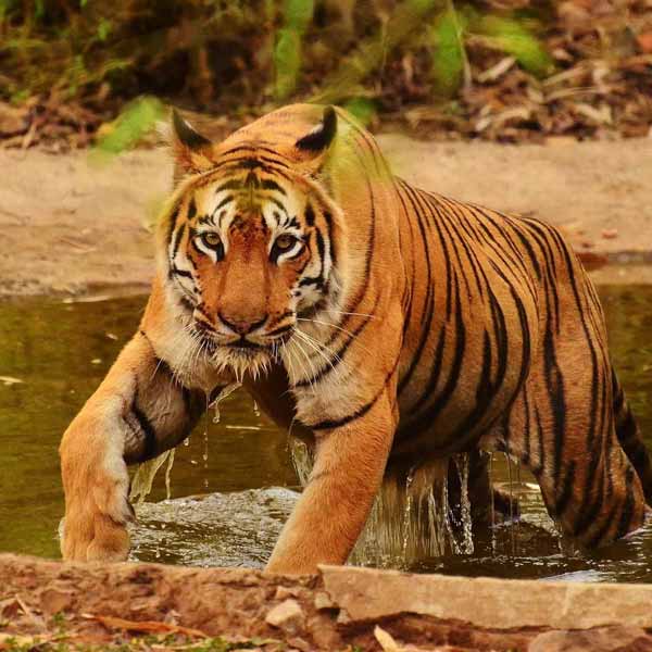 Jaipur Pushkar Ranthambore 5 Days Tour