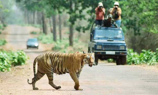 Ranthambore Jungle Safari Package