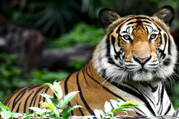 Ranthambore Budget Tour