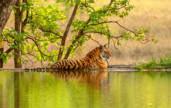 Ranthambore Jungle Safari