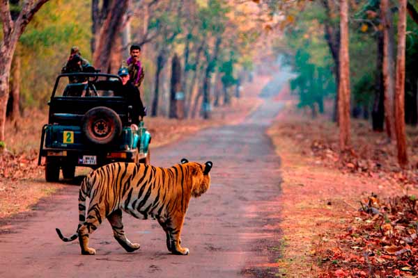 Ranthambhore Tiger Safari Tour