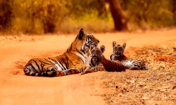 Full Day Sightseeing Package Ranthambore