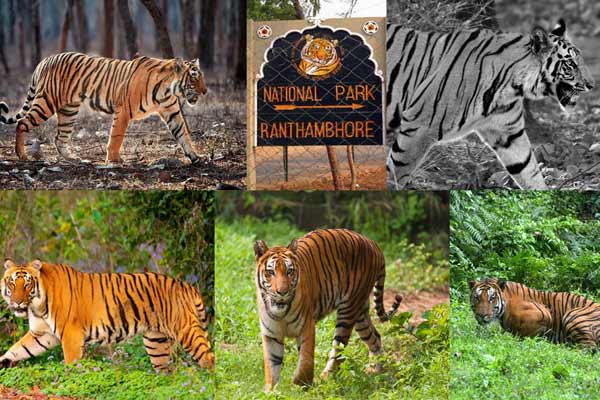Ranthambore New Year Packages