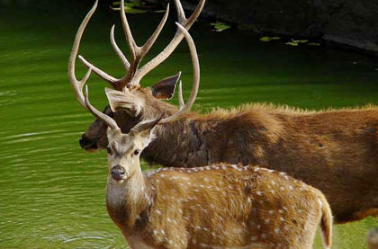 Taj Mahal with Tiger 8 Days Tour Package