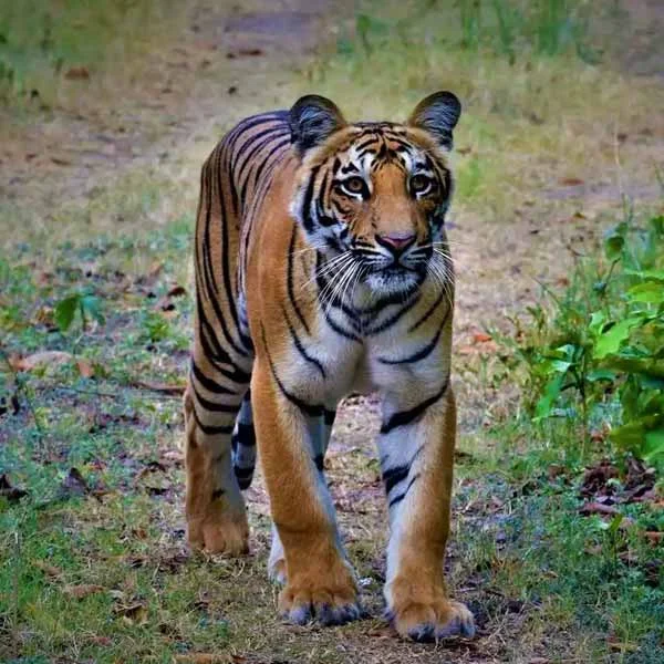 Safari Timings in Corbett